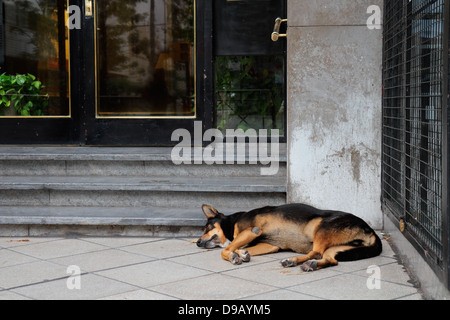 Homeless, stray street dog sleeping in front of a city building Stock Photo