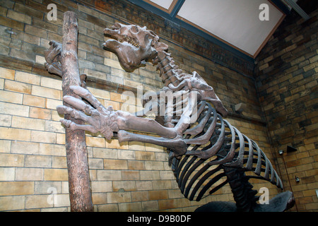 Extinct mammal - Megatherium Americanum. Giant ground sloth lived in