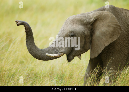 Elephant close-up portrait, Masai Mara, Kenya Stock Photo