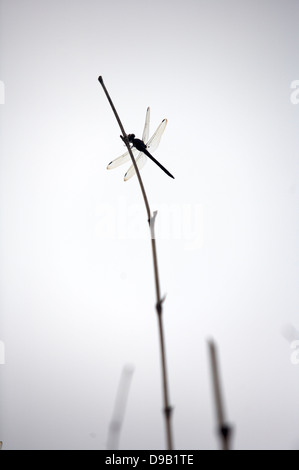 Dragonfly Perched on a Branch top of tree Stock Photo - Alamy