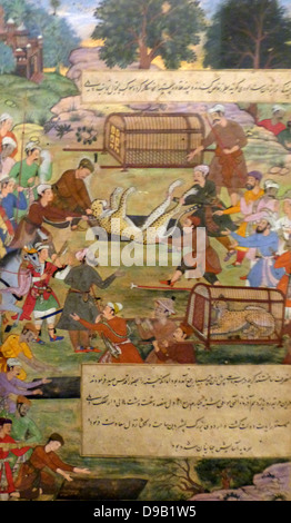 Akbar lifting captured cheetahs.  From the Akbarnama (Book of Akbar).  Comparison by Tulsi, painting by Narayan. Opaque watercolour and gold on paper, Mughal.  This painting records the first occasion (in 1560) when Akbar hunted cheetahs. Stock Photo