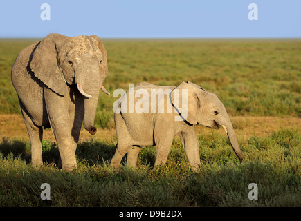 Elephant mother with a cub, Serengeti, Tanzania Stock Photo