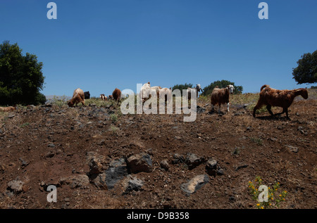 Goats herding in the hills near the Syrian border in the Golan Heights northern Israel Stock Photo