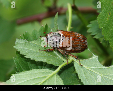 Very detailed close-up of a male Cockchafer a.k.a. May Bug (Melolontha melolontha) Stock Photo