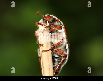 Male Eurasian Cockchafer a.k.a. May Bug (Melolontha melolontha)