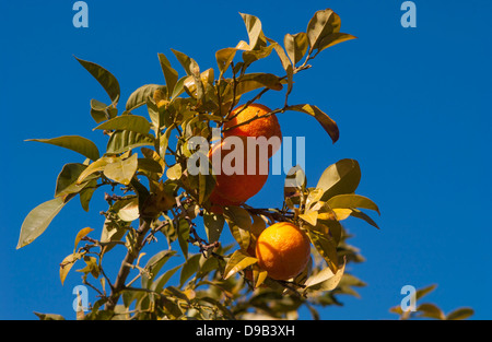 Oranges growing on the tree, outdoors in Cyprus Stock Photo