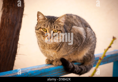 Street cat sitting on a fence, Cyprus. Stock Photo