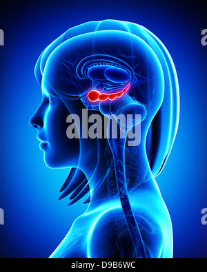 Anatomy of Brain hippocampus in blue Stock Photo