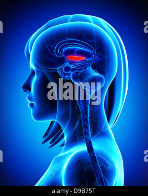 Anatomy of female brain globus pallidus L- cross section Stock Photo