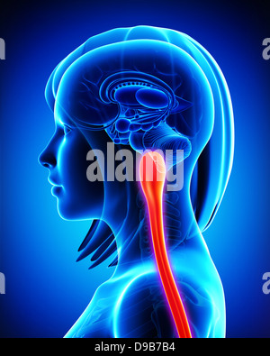 Anatomy of female medulla oblongata and spinal cord in blue Stock Photo