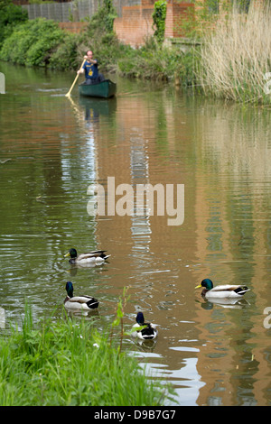 Four Mallard male ducks (Anas platyrhynchos) and a canoeist on the Oxford Canal Oxfordshire Oxon UK canoe Britain England Stock Photo