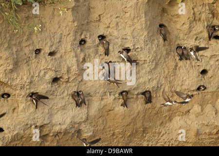 Bank swallow, Sand Martin, Riparia riparia, Uferschwalbe Stock Photo