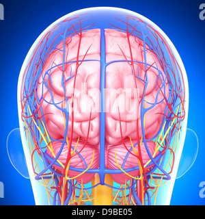 circulatory system of human head anatomy Stock Photo