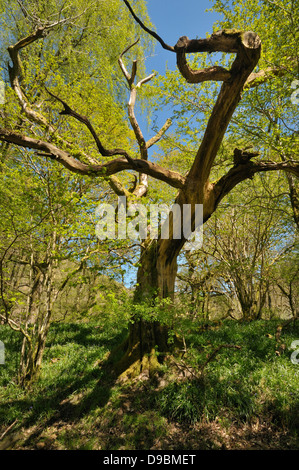 Dead Oak Tree in woodland, RSPB Dinas, Carmarthenshire, Wales Stock Photo