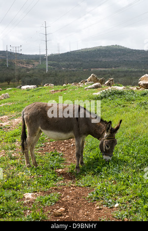A vertical of a donkey grazing in green grass surrounded by fence Stock ...