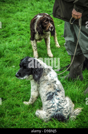 Springer spaniel gun dogs with their master in the countryside. Stock Photo