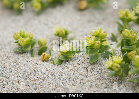 Sea Sandwort (Honckenya peploides) growing on sand. Stock Photo