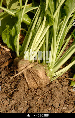 Sugar beet growing in the Power Plant garden at the National Arboretum in Washington, D.C. on August 19, 2008. The byproducts of sugar beet processing include molasses and beet pulp, which can be used for livestock feed. Stock Photo