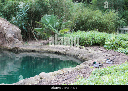 Pictured is a pond within elephants enclosure in Dublin Zoo, Ireland. Stock Photo