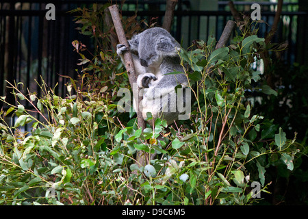 Koala (Phascolarctos cinereus) sleeping in Eucalyptus branches at The Australia Zoo, Beerwah, Queensland, Australia Stock Photo