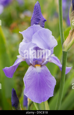 Tall Bearded Iris 'Blue Rhythm' Stock Photo