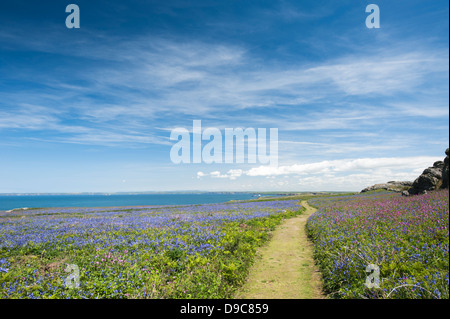 View across the island of Skomer in spring, South Pembrokeshire, Wales, United Kingdom Stock Photo