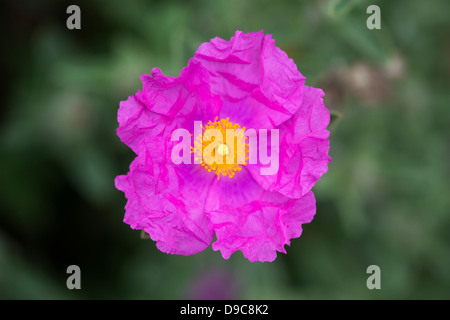 Cistus pulverulentus 'Sunset' . Rock rose 'Sunset' Stock Photo