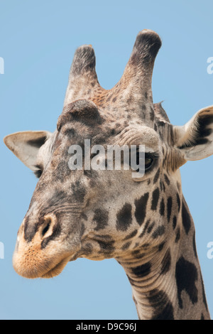 Giraffe close-up portrait, Masai Mara, Kenya Stock Photo