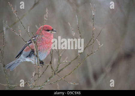 Male Pine Grosbeak (Pinicola enucleator). Europe Stock Photo