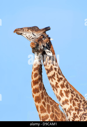 Giraffe close-up portrait, Serengeti, Tanzania Stock Photo