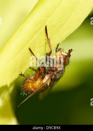 The fly Tachina Fera resting on a flower Stock Photo - Alamy