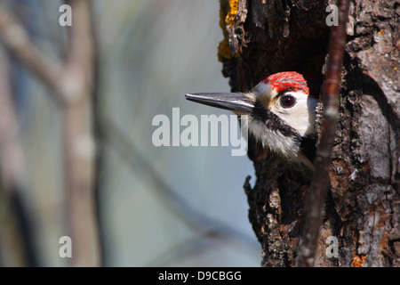 White-backed Woodpecker (Dendrocopos leucotos) peeking out of his nesting hole. Europe Stock Photo