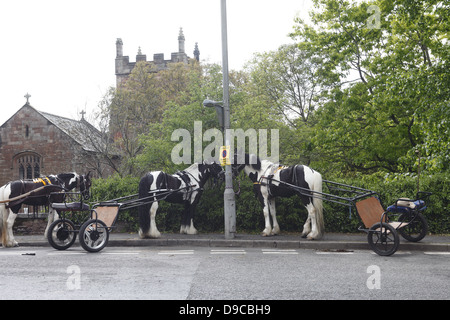 Gypsy horses with their carriages parked on the pavement with a 'No parking' sign during Appleby Horse Fair, in Cumbria, England Stock Photo