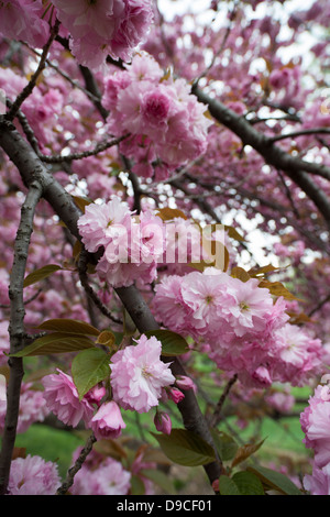 Cherry Tree (Prunus sargentii) with fresh pink flowers in Spring in New ...