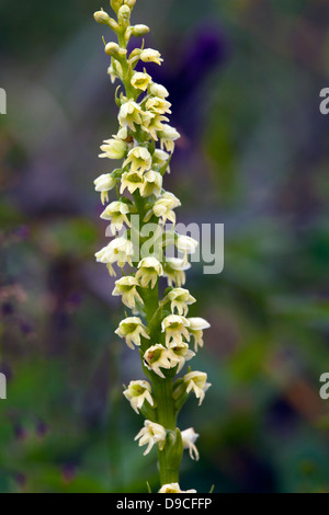 Small-White orchid (Pseudorchis albida) Stock Photo