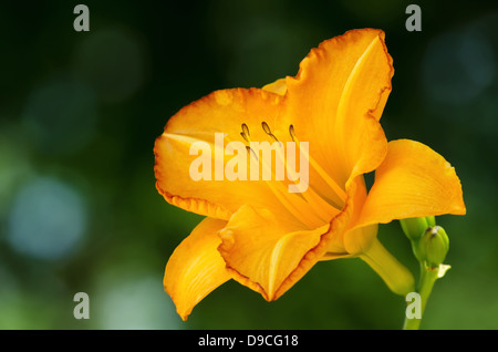 Yellow lily flower against dark green background