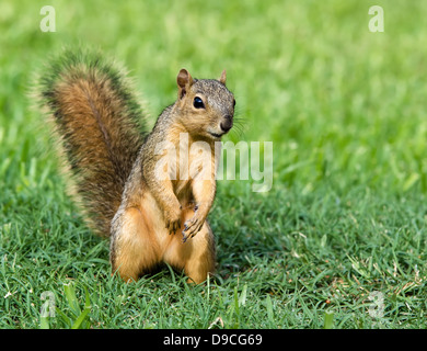 Curious looking young Eastern Fox squirrel (Sciurus niger) in the garden Stock Photo