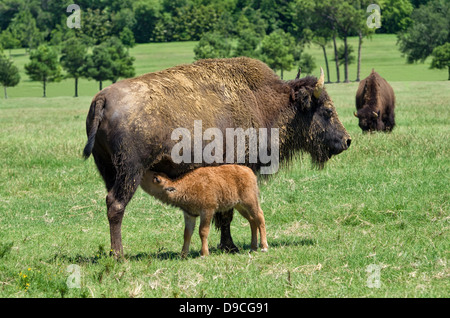 Buffalo cow nursing her calf on the pasture Stock Photo