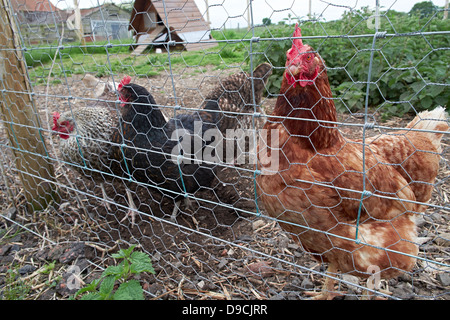Chickens in a chicken coup Stock Photo