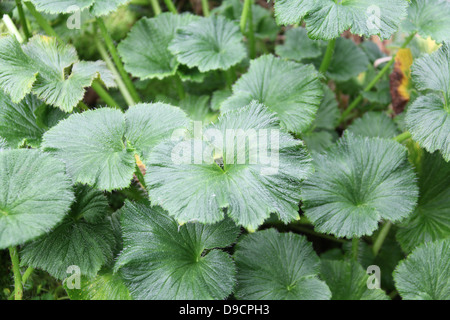 Macquarie Island Cabbage Stock Photo - Alamy
