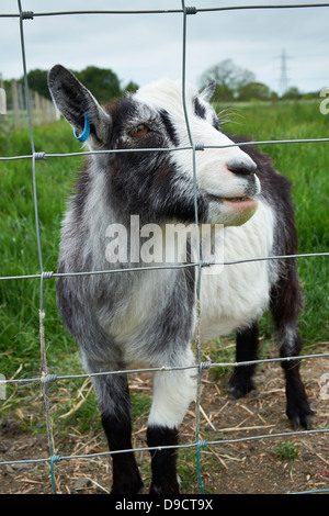 A gray and white goat looking through a fence. Stock Photo