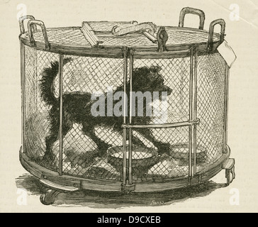 Cage containing inoculated used by Louis Pasteur (1822-1895) during his work on Hydrophobia (Rabies)  at the Ecole Normale, Paris.  Engraving, London, 1885. Stock Photo