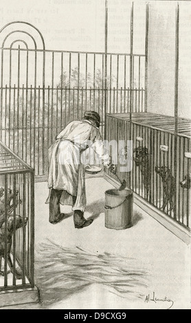 Laboratory animals at the Institut Pasteur, Paris, used during research ion hydrophobia (Rabies):  Drilling into  the brain rabbit.  Engraving, Pa;ris, 1873. Stock Photo