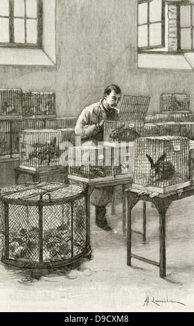 Laboratory used by Louis Pastuer (1822-1896) during research on hydrophobia (Rabies)  at the Institut Pasteur, Paris,.  Engraving, Paris, 1873. Stock Photo