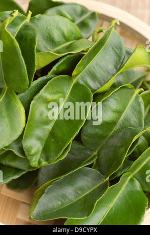 Kaffir Lime Leaves or Daun Limau Purut Stock Photo