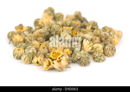 Chrysanthemum morifolium Buds Stock Photo