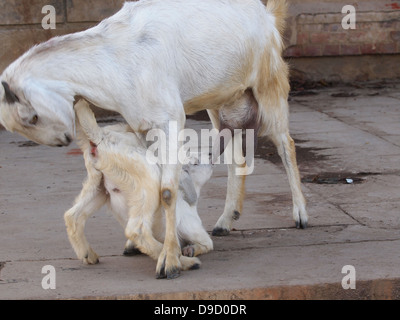 Baby goat drinking milk from mother goat. Stock Photo