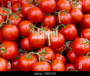 Fresh picked tomato clusters on display at the farmer's market Stock Photo