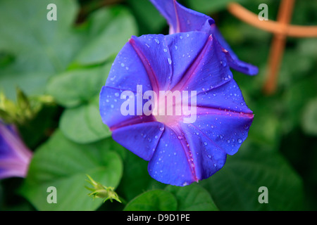 Asagao Or Morning Glory Ipomoea Nil Handcoloured Woodblock Print By Kono Bairei From Kusa Bana Hyakushu One Hundred Varieties Of Flowers Tokyo Yamada 1901 Stock Photo Alamy