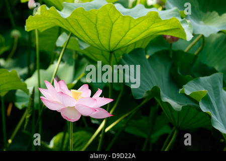 Lotus root (the rhizome of the Sacred Lotus, Nelumbo nucifera), sliced ...